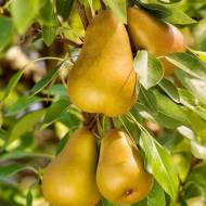 Саджанець Груша колоновидна Санремі